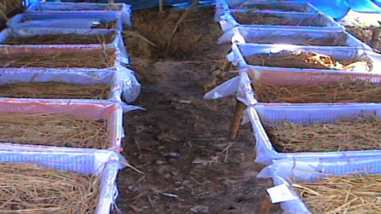 மண்ணின் வளத்தை பெருக்கும் அங்கக உரங்கள் பற்றி கேள்விப்பட்டதுண்டா? மண்ணின் வளத்தை பெருக்கும் அங்கக உரங்கள் பற்றி கேள்விப்பட்டதுண்டா?