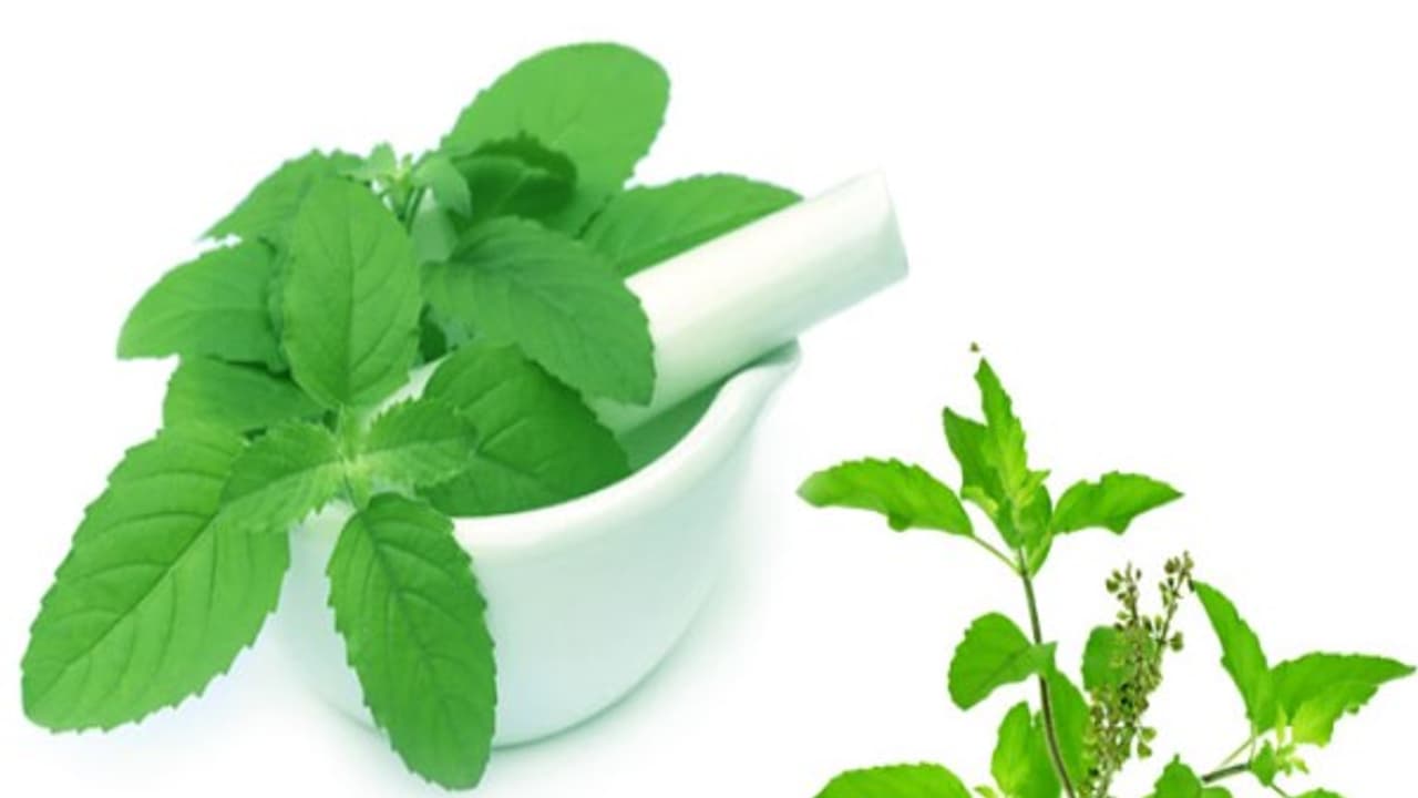 துளசி இலையை இப்படி உண்டால் வாய் நாற்றம் உங்களைவிட்டு விலகும்... துளசி இலையை இப்படி உண்டால் வாய் நாற்றம் உங்களைவிட்டு விலகும்...