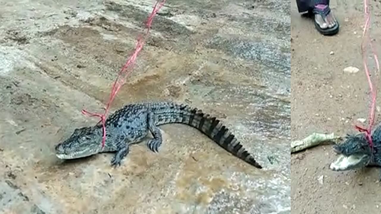 ಶ್ರೀರಂಗಪಟ್ಟಣದಲ್ಲಿ ಭಾರೀ ಮಳೆ: ಮಳೆ ನೀರಲ್ಲಿ ತೇಲಿ ಬಂದ ಮೊಸಳೆ ಮರಿ ಶ್ರೀರಂಗಪಟ್ಟಣದಲ್ಲಿ ಭಾರೀ ಮಳೆ: ಮಳೆ ನೀರಲ್ಲಿ ತೇಲಿ ಬಂದ ಮೊಸಳೆ ಮರಿ