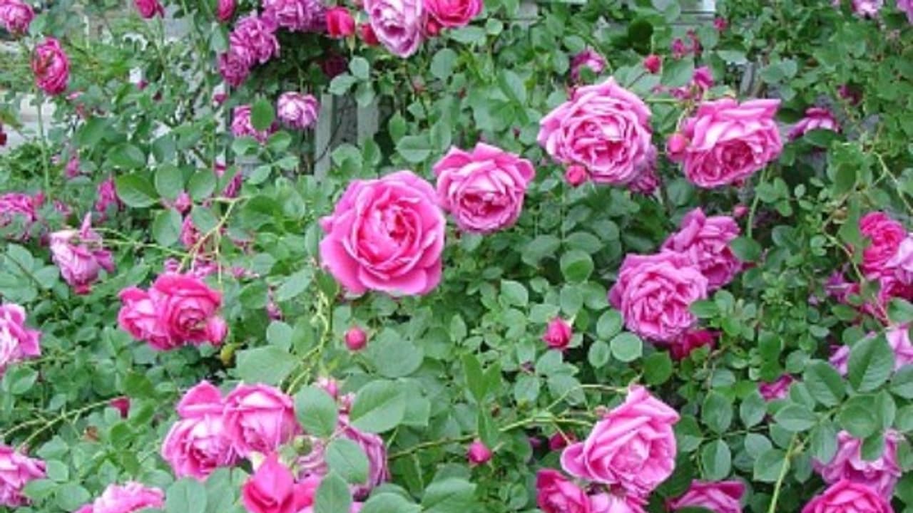 வீட்டில் வளர்க்கும் ரோஜாச் செடிகள் மீது அதிக கவனம் செலுத்தணும். ஏன்? வீட்டில் வளர்க்கும் ரோஜாச் செடிகள் மீது அதிக கவனம் செலுத்தணும். ஏன்?