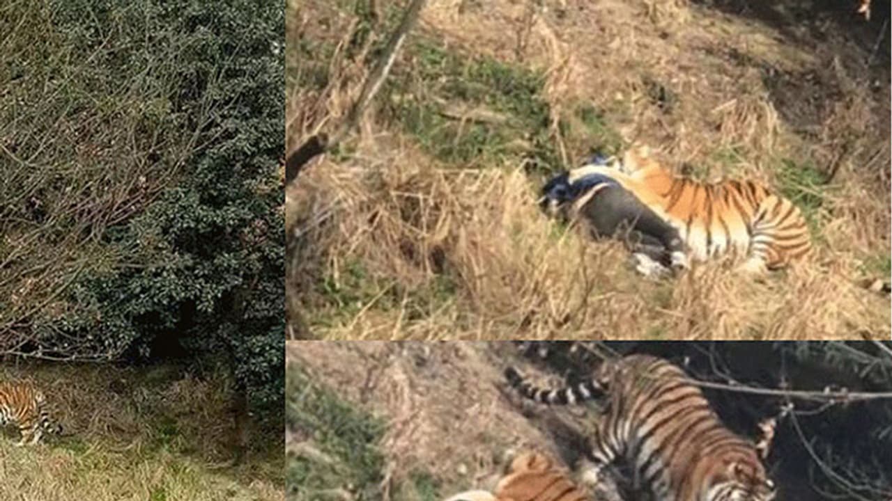 (ವಿಡಿಯೋ)ಹಣ ಉಳಿಸುವ ಭರದಲ್ಲಿ ಗೋಡೆ ಹಾರಿದ, ಹುಲಿ ಬಾಯಿಗೆ ಸಿಕ್ಕಿ ಪ್ರಾಣವನ್ನೇ ಬಿಟ್ಟ! (ವಿಡಿಯೋ)ಹಣ ಉಳಿಸುವ ಭರದಲ್ಲಿ ಗೋಡೆ ಹಾರಿದ, ಹುಲಿ ಬಾಯಿಗೆ ಸಿಕ್ಕಿ ಪ್ರಾಣವನ್ನೇ ಬಿಟ್ಟ!