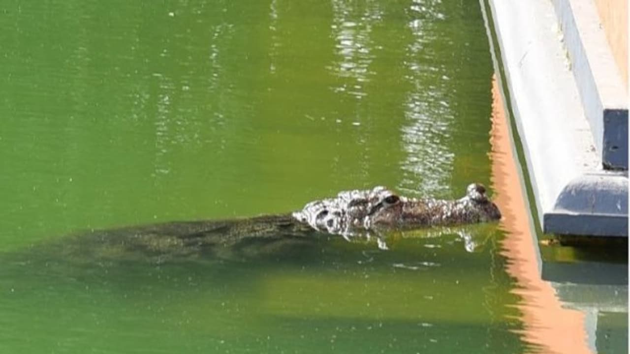 கேரளாவில் ‘பபியா’வை பார்த்து இருக்கிறீர்களா? அசைவமாகப் பிறந்தாலும், சைவம் மட்டும்தான் கேரளாவில் ‘பபியா’வை பார்த்து இருக்கிறீர்களா? அசைவமாகப் பிறந்தாலும், சைவம் மட்டும்தான்