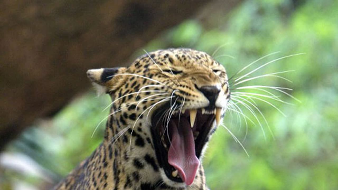 Gujarat: Leopard attacks motorcycle borne couple, snatches infant