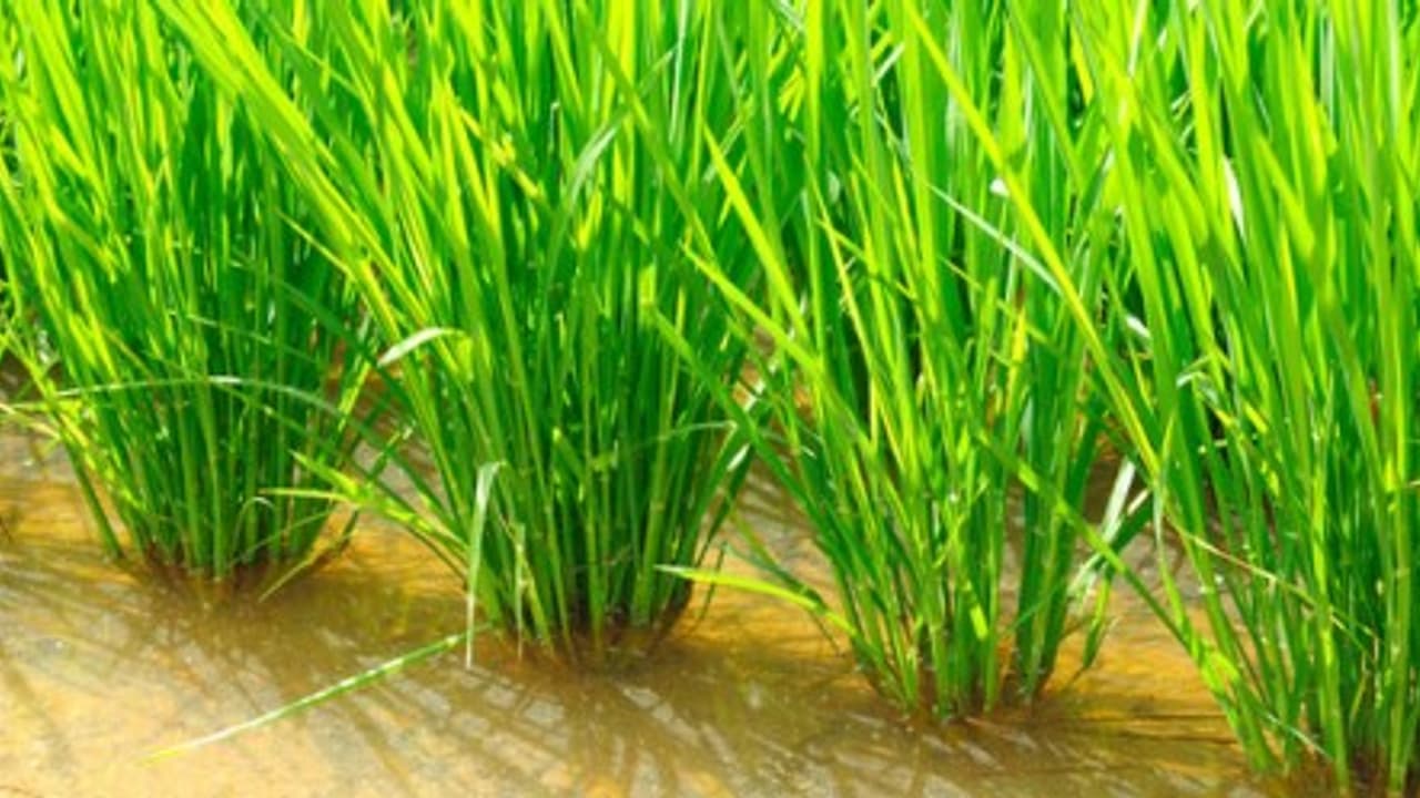 மழைக்காலத்தில் நெற்பயிரைத் தாக்கும் பூச்சிகளும் கட்டுப்படுத்தும் முறைகளும்… மழைக்காலத்தில் நெற்பயிரைத் தாக்கும் பூச்சிகளும் கட்டுப்படுத்தும் முறைகளும்…