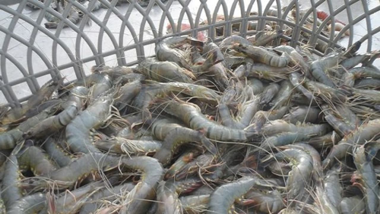 இறால் வளர்ப்பு தொழிலில் ஈடுபடும்முன் நீங்கள் தெரிஞ்சுக்க வேண்டிய விஷயங்கள்... இறால் வளர்ப்பு தொழிலில் ஈடுபடும்முன் நீங்கள் தெரிஞ்சுக்க வேண்டிய விஷயங்கள்...