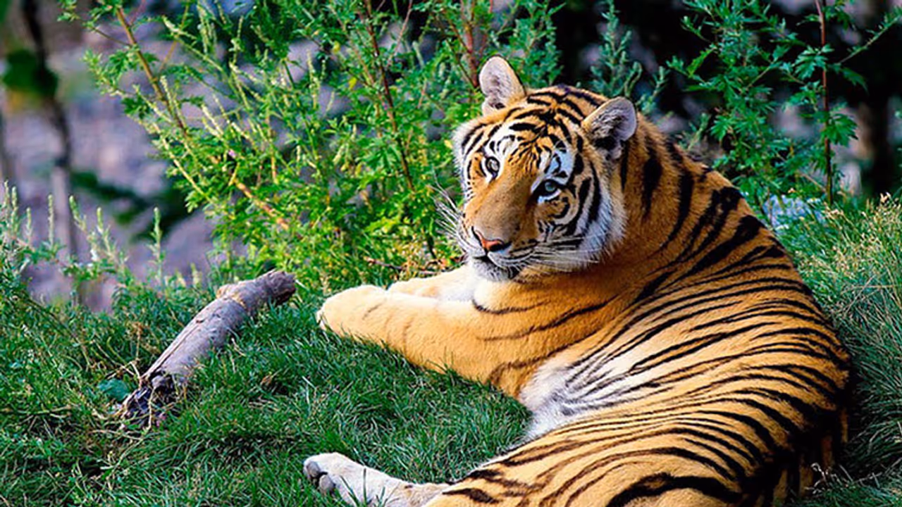 India to help other countries claw back tiger territory