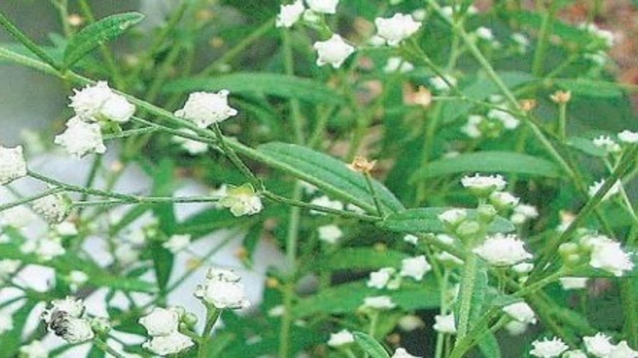 பார்த்தீனியத்தால் ஏற்படும் பாதிப்புகள் மற்றும் கட்டுப்படுத்தும் முறைகள்… பார்த்தீனியத்தால் ஏற்படும் பாதிப்புகள் மற்றும் கட்டுப்படுத்தும் முறைகள்…