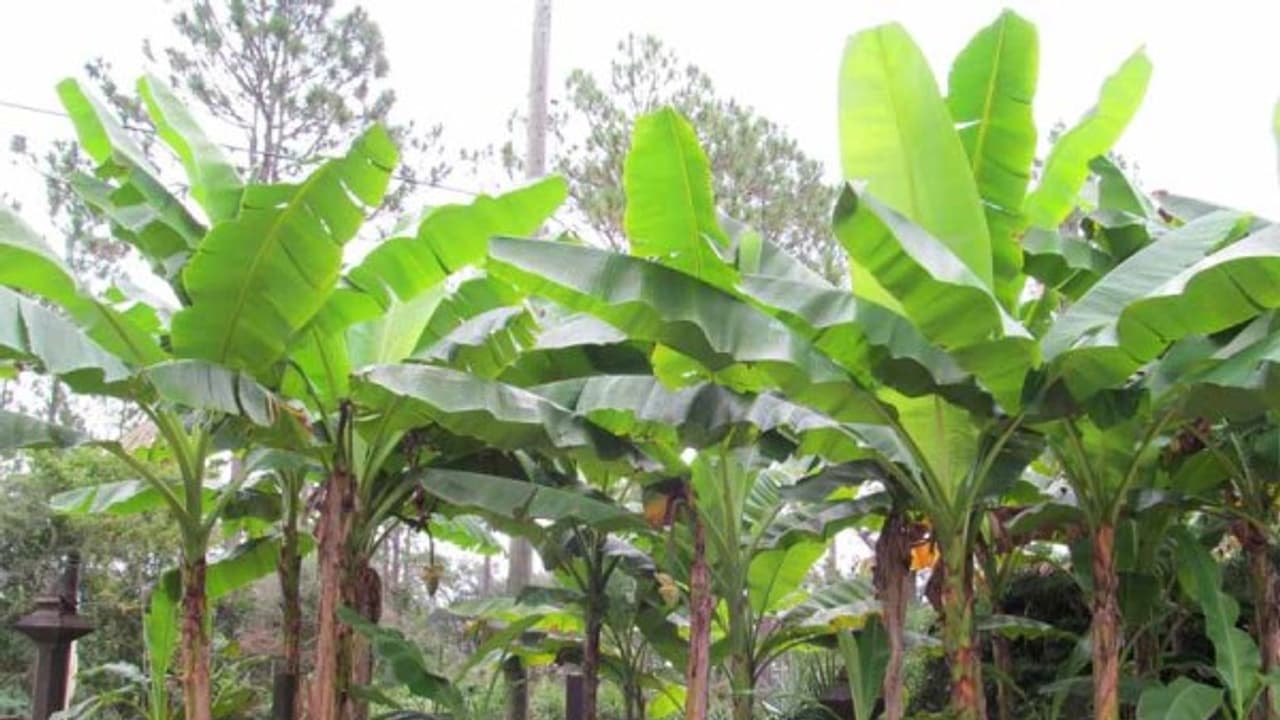 இந்த அறிகுறிகளை வைத்து வாழையை கூண் வண்டு தாக்கியுள்ளதா என்று கண்டறியலாம்... இந்த அறிகுறிகளை வைத்து வாழையை கூண் வண்டு தாக்கியுள்ளதா என்று கண்டறியலாம்...