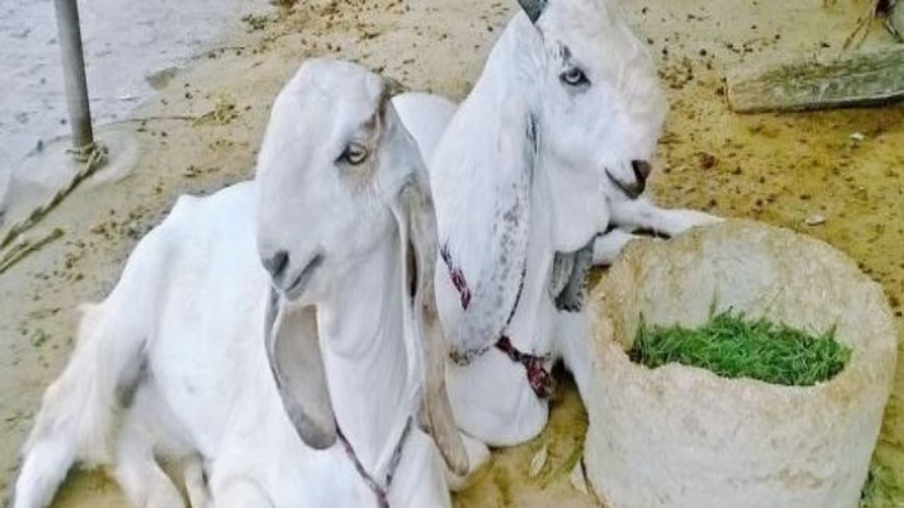 வெள்ளாடுகளில் மேற்கொள்ள வேண்டிய மேலாண்மை முறைகள் இதோ... வெள்ளாடுகளில் மேற்கொள்ள வேண்டிய மேலாண்மை முறைகள் இதோ...