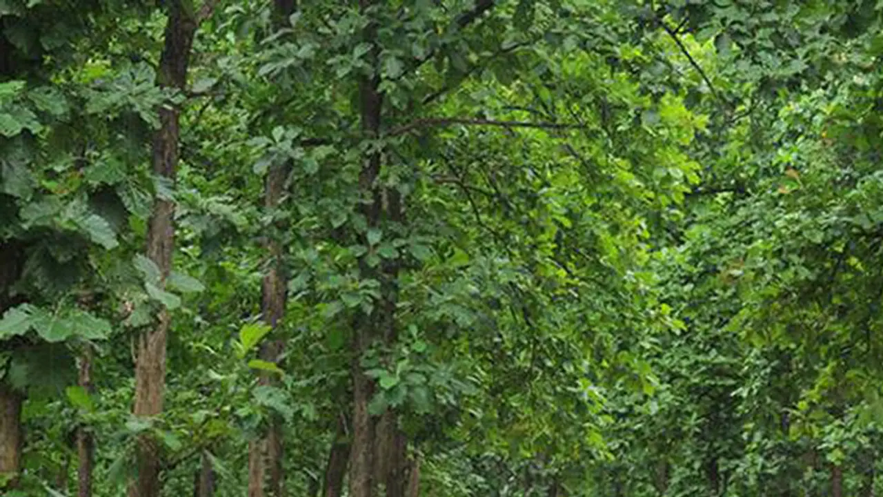 Nilambur teak's wonderful journey across globe and into GI registry Nilambur teak's wonderful journey across globe and into GI registry