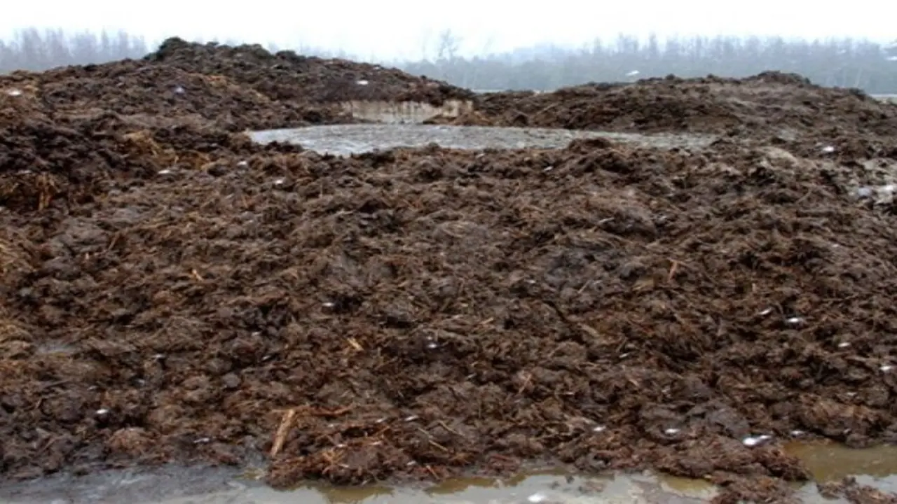 இந்த மூன்று உரங்களைப் பயன்படுத்தி தாவரங்களின் மணிச்சத்து திறனை அதிகரிக்கலாம்… இந்த மூன்று உரங்களைப் பயன்படுத்தி தாவரங்களின் மணிச்சத்து திறனை அதிகரிக்கலாம்…