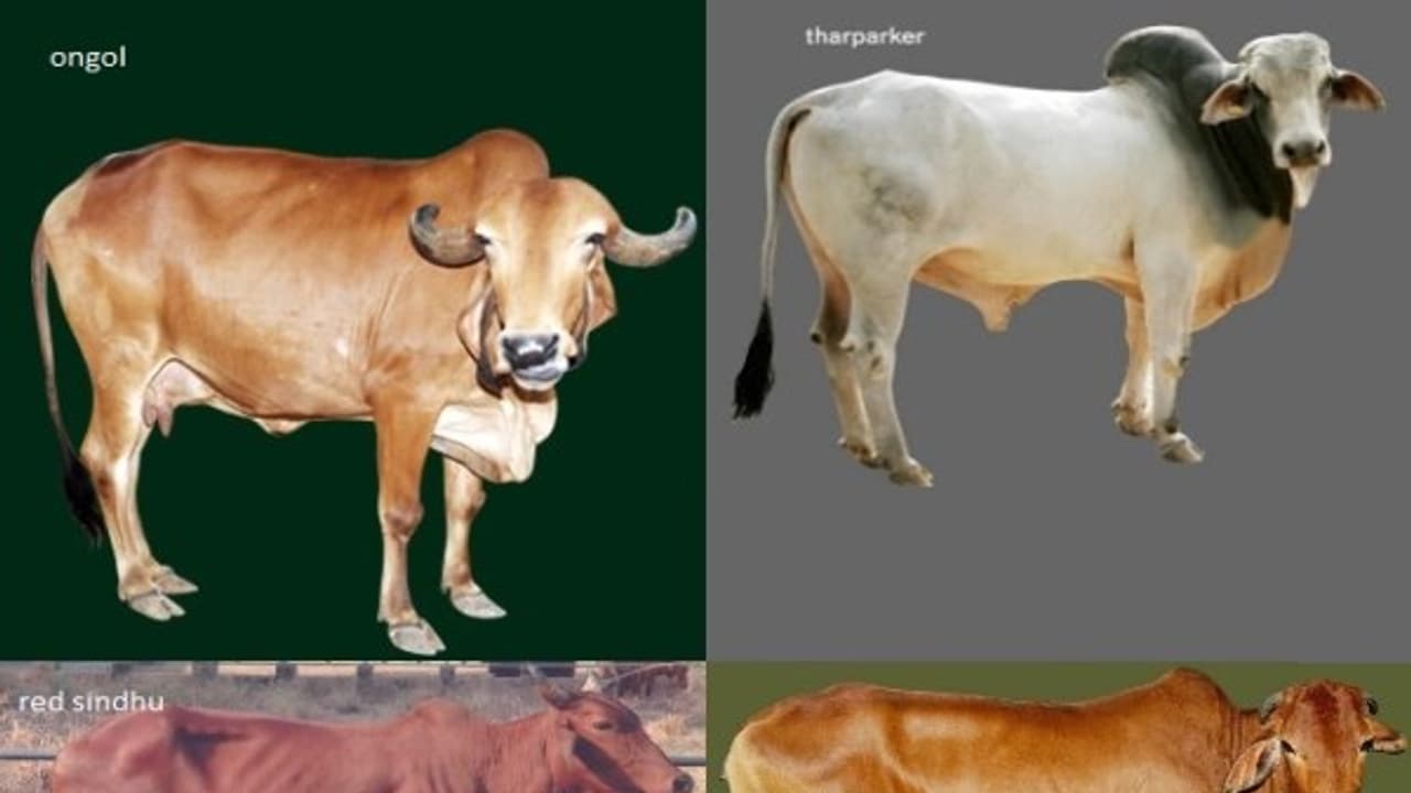 இந்தியாவில் இருக்கும் புகழ்பெற்ற கருவை மாட்டு இனங்கள் இதோ உங்களுக்காக... இந்தியாவில் இருக்கும் புகழ்பெற்ற கருவை மாட்டு இனங்கள் இதோ உங்களுக்காக...