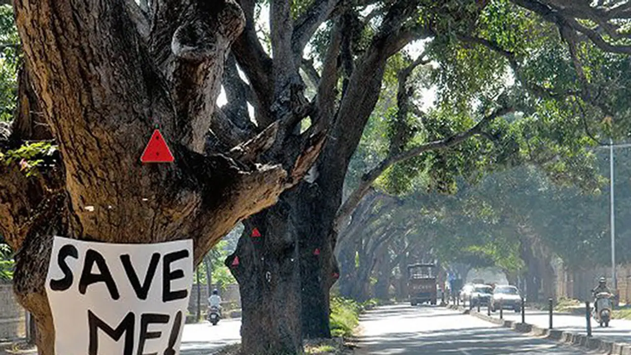 Forget steel flyover, this road widening will cost Bengaluru 2000 trees Forget steel flyover, this road widening will cost Bengaluru 2000 trees