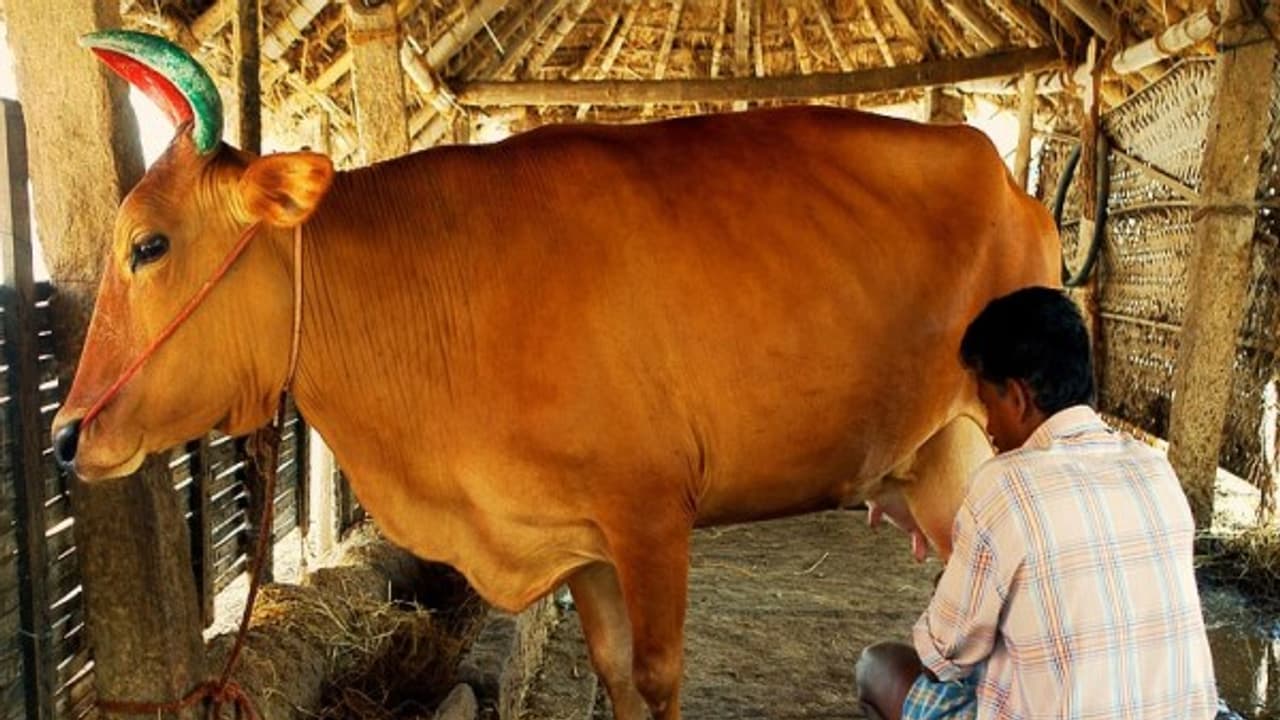 மாடு வளர்க்கிறீர்களா? அப்போ உங்களுக்கு இந்த சந்தேகங்கள் இருக்குமே? இதோ பதில்கள்... மாடு வளர்க்கிறீர்களா? அப்போ உங்களுக்கு இந்த சந்தேகங்கள் இருக்குமே? இதோ பதில்கள்...