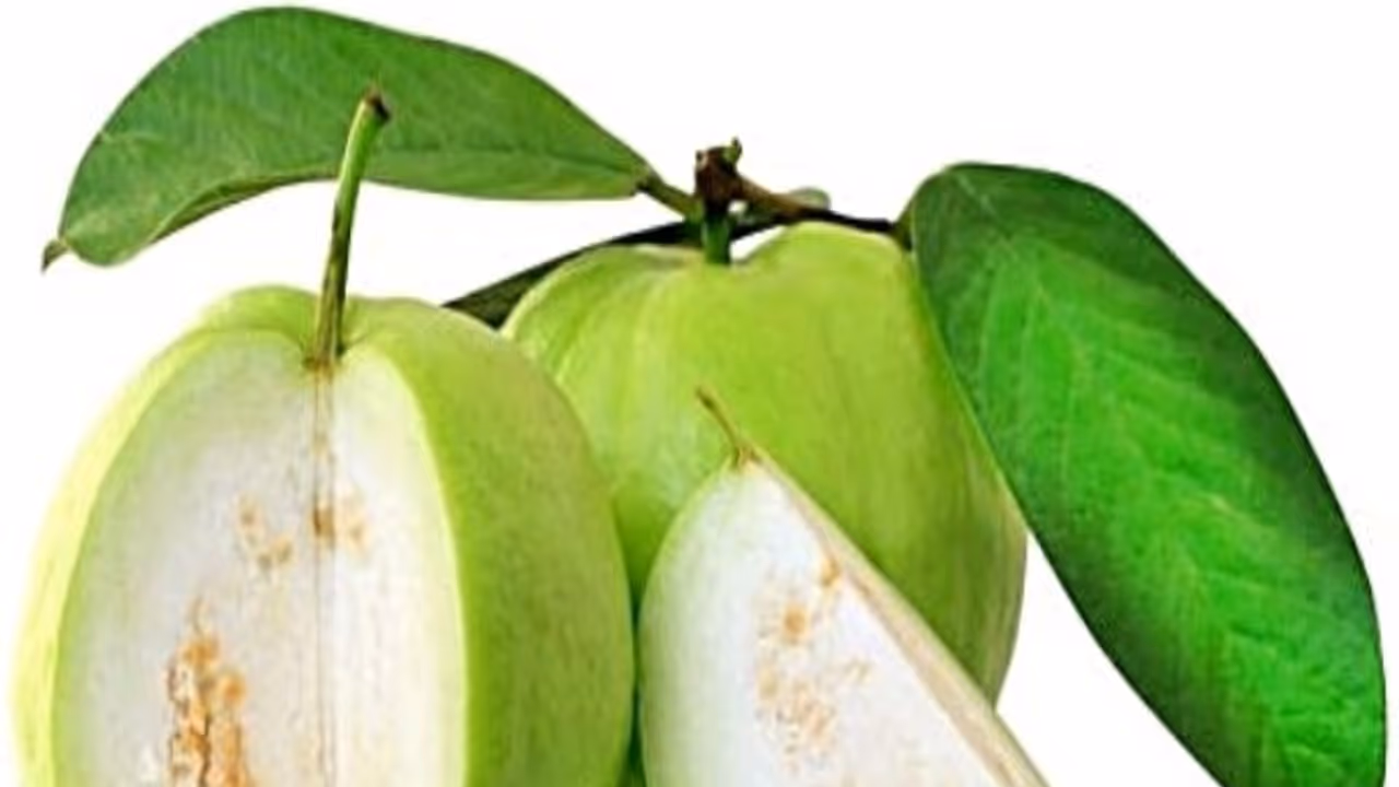 கொய்யாப் பழம் சாப்பிடுவதால் இவ்வளவு சத்துகள் நமக்கு கிடைக்கும்... கொய்யாப் பழம் சாப்பிடுவதால் இவ்வளவு சத்துகள் நமக்கு கிடைக்கும்...