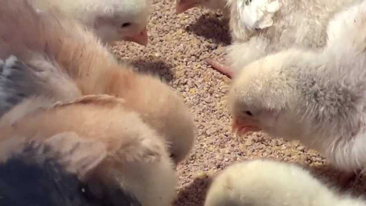 ರಾಜಧಾನಿಯಲ್ಲಿ ಹಕ್ಕಿ ಜ್ವರ ಪತ್ತೆ; ಸಾರ್ವಜನಿಕರು ಗಾಬರಿಯಾಗುವ ಅಗತ್ಯವಿಲ್ಲ ರಾಜಧಾನಿಯಲ್ಲಿ ಹಕ್ಕಿ ಜ್ವರ ಪತ್ತೆ; ಸಾರ್ವಜನಿಕರು ಗಾಬರಿಯಾಗುವ ಅಗತ್ಯವಿಲ್ಲ