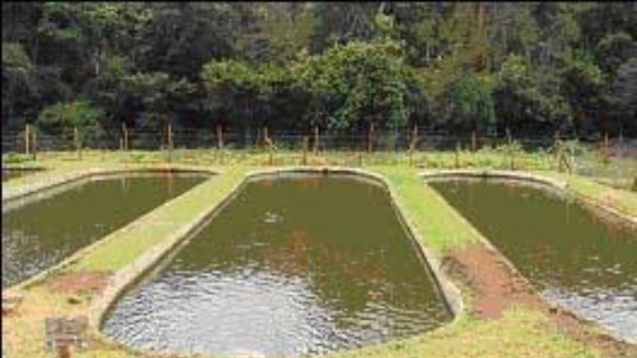 மீன் வளர்ப்பின்போது இந்த விஷயங்களில் மிகவும் கவனமாக இருக்கணும்? மீன் வளர்ப்பின்போது இந்த விஷயங்களில் மிகவும் கவனமாக இருக்கணும்?