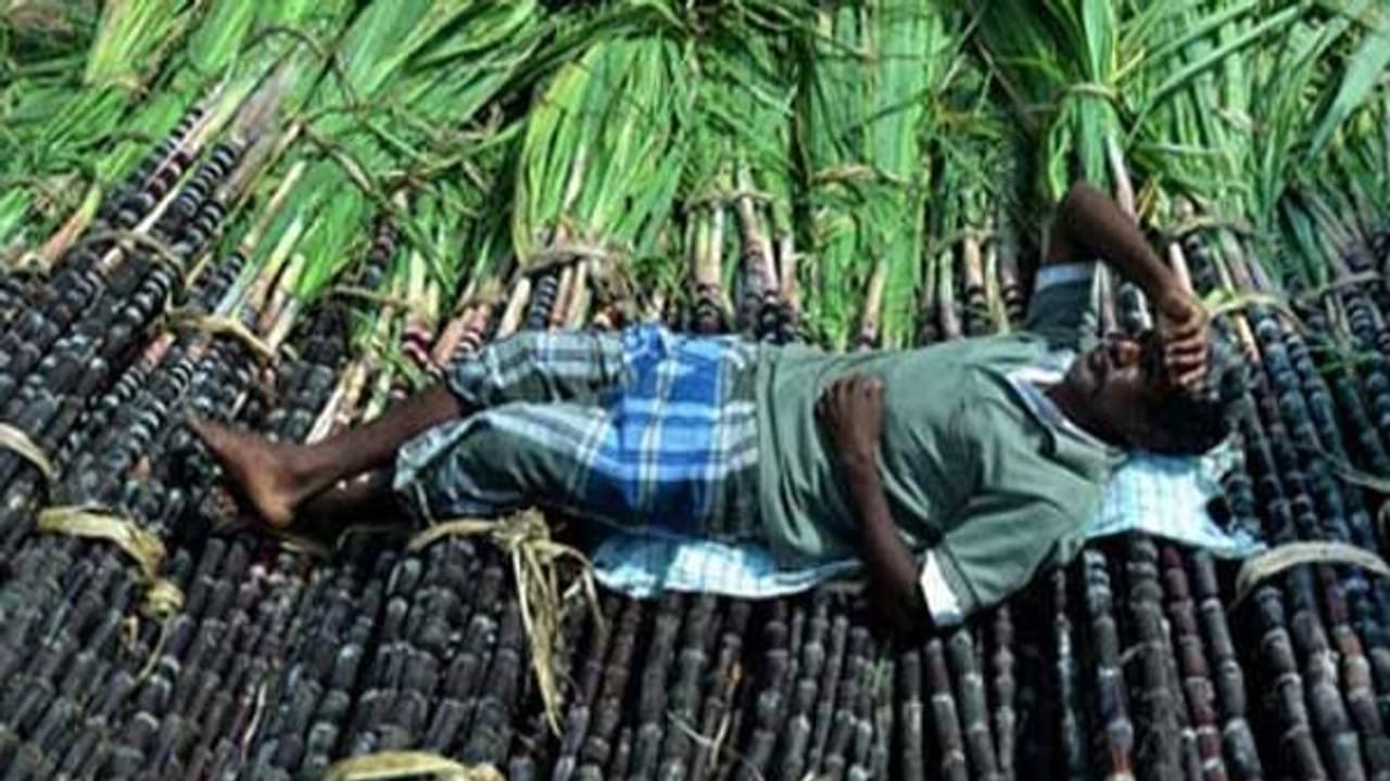 sugarcane 56043.jpg