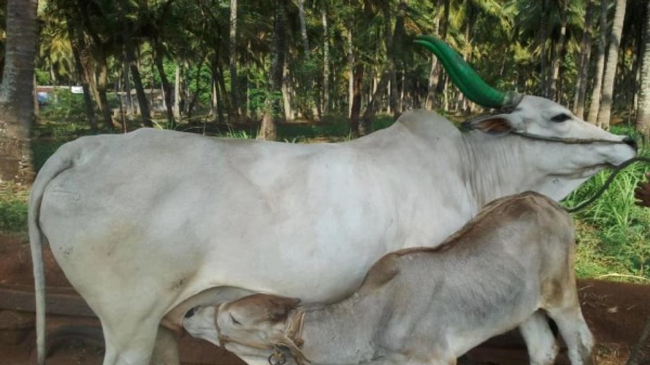 கன்று ஈன்ற மாடுகளை எப்படியெல்லாம் பராமரிக்கலாம். இதை வாசிங்க… கன்று ஈன்ற மாடுகளை எப்படியெல்லாம் பராமரிக்கலாம். இதை வாசிங்க…