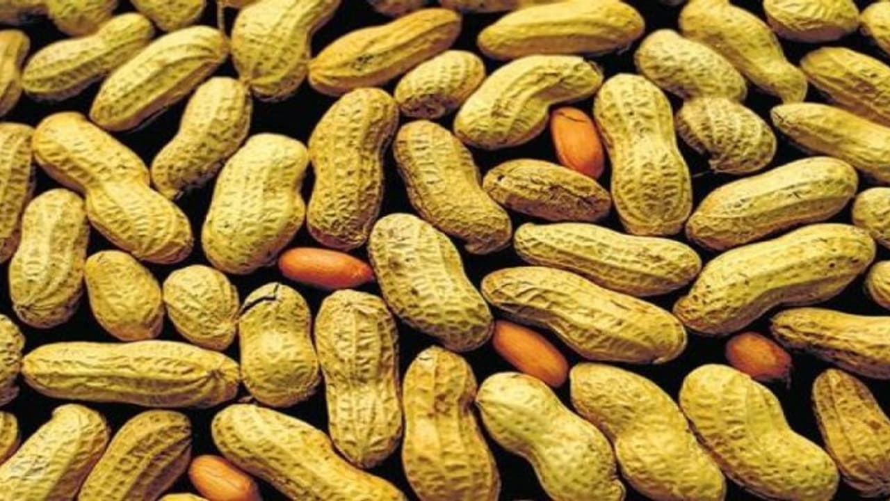 ஏக்கருக்கு 45 மூடைகள் வரை கிடைக்கும் புதிய நிலக்கடலை… ஏக்கருக்கு 45 மூடைகள் வரை கிடைக்கும் புதிய நிலக்கடலை…