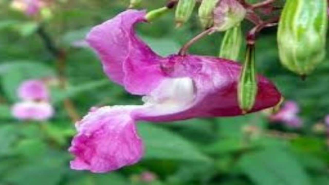 பூக்களும் வைத்தியம் பார்க்கும்; அப்படி என்னதான் நன்மைகள் செய்யும்… பூக்களும் வைத்தியம் பார்க்கும்; அப்படி என்னதான் நன்மைகள் செய்யும்…