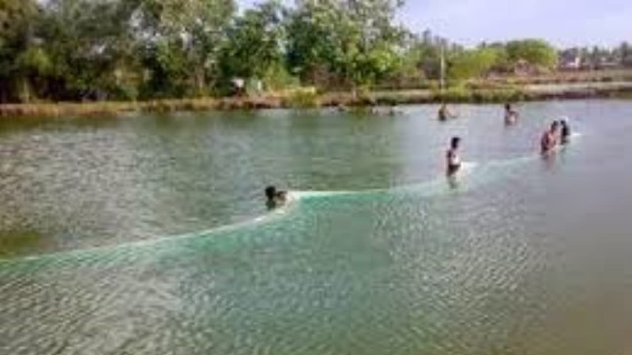 நன்னீர் மீன் வளர்ப்பு குளத்து மண்ணில் மேற்கொள்ள வேண்டிய ஊட்டச்சத்துகள்... நன்னீர் மீன் வளர்ப்பு குளத்து மண்ணில் மேற்கொள்ள வேண்டிய ஊட்டச்சத்துகள்...