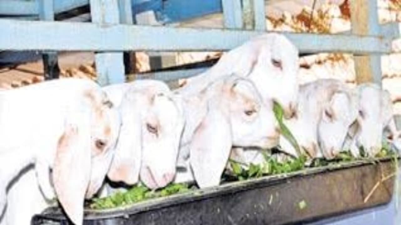 வெள்ளாடுகளில் இனப்பெருக்கம் மற்றும் பொலிவு செய்ய ஏற்ற நேரம் ஒரு அலசல்... வெள்ளாடுகளில் இனப்பெருக்கம் மற்றும் பொலிவு செய்ய ஏற்ற நேரம் ஒரு அலசல்...