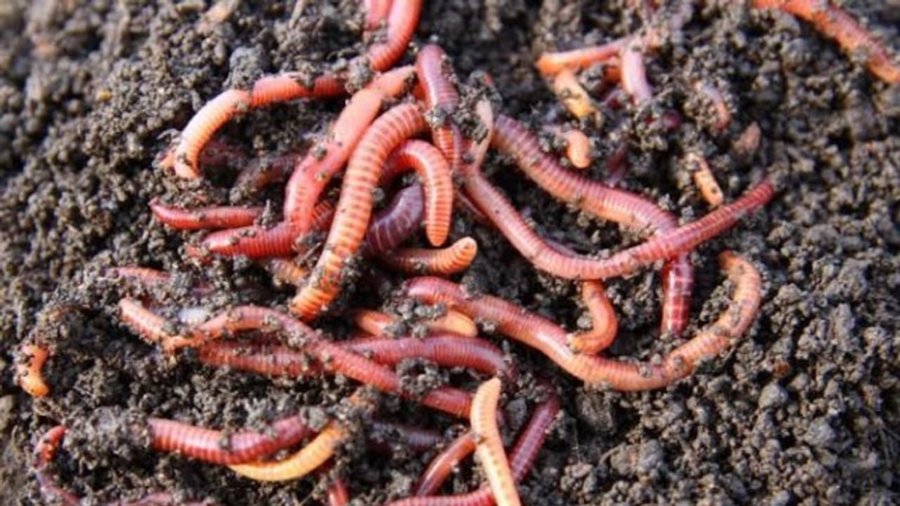 மண்புழு உரம் தயாரித்து பருத்தியின் உரத் தேவையை எப்படி பூர்த்தி செய்வது? மண்புழு உரம் தயாரித்து பருத்தியின் உரத் தேவையை எப்படி பூர்த்தி செய்வது?