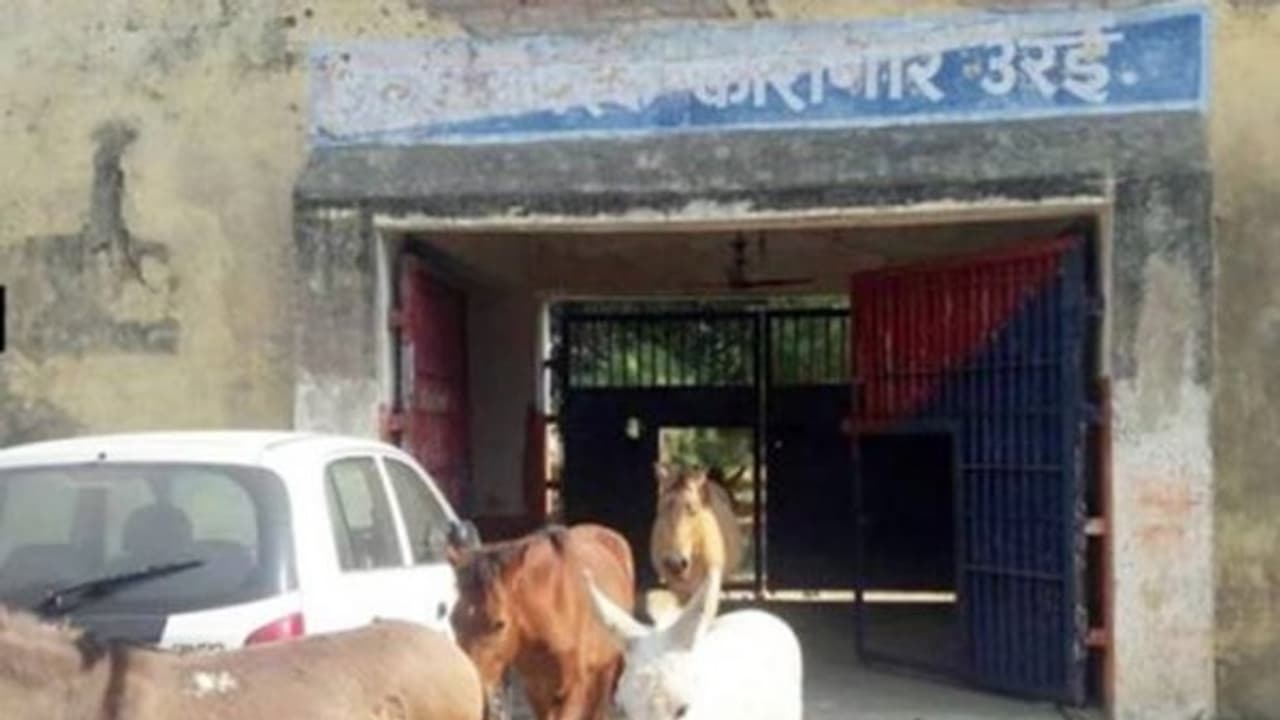 கழுதை, குதிரைகளுக்கு 3 நாள் சிறைத் தண்டனை... அவை என்ன தப்பு செய்தன தெரியுமா? கழுதை, குதிரைகளுக்கு 3 நாள் சிறைத் தண்டனை... அவை என்ன தப்பு செய்தன தெரியுமா?