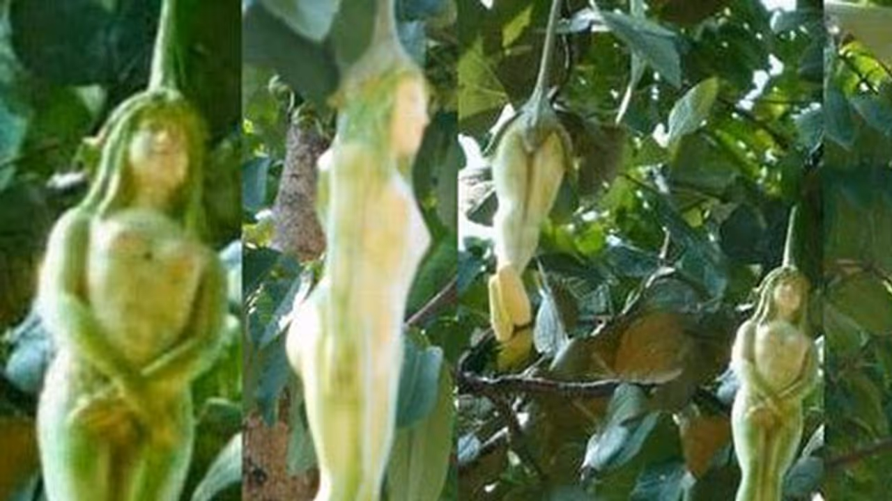 ಶಾಕಿಂಗ್: ಈ ಮರದಲ್ಲಾಗುವ ಹಣ್ಣುಗಳೆಲ್ಲಾ ಹುಡುಗಿಯ ಆಕೃತಿಯಲ್ಲಿರುತ್ತವೆ! ಶಾಕಿಂಗ್: ಈ ಮರದಲ್ಲಾಗುವ ಹಣ್ಣುಗಳೆಲ್ಲಾ ಹುಡುಗಿಯ ಆಕೃತಿಯಲ್ಲಿರುತ್ತವೆ!