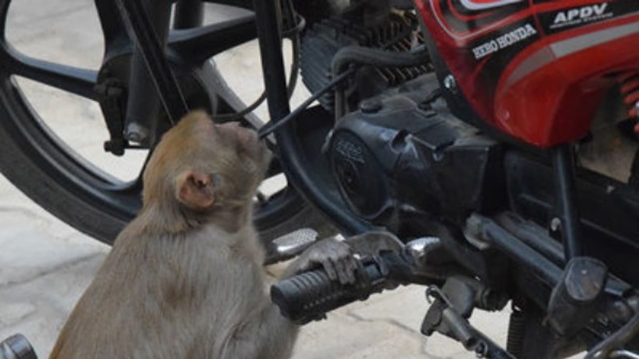 டூ வீலர்களைத் தேடி சென்று ‘பெட்ரோல் குடிக்கும்’ வினோத குரங்கு! வாகன உரிமையாளர்கள் அவதி டூ வீலர்களைத் தேடி சென்று ‘பெட்ரோல் குடிக்கும்’ வினோத குரங்கு! வாகன உரிமையாளர்கள் அவதி