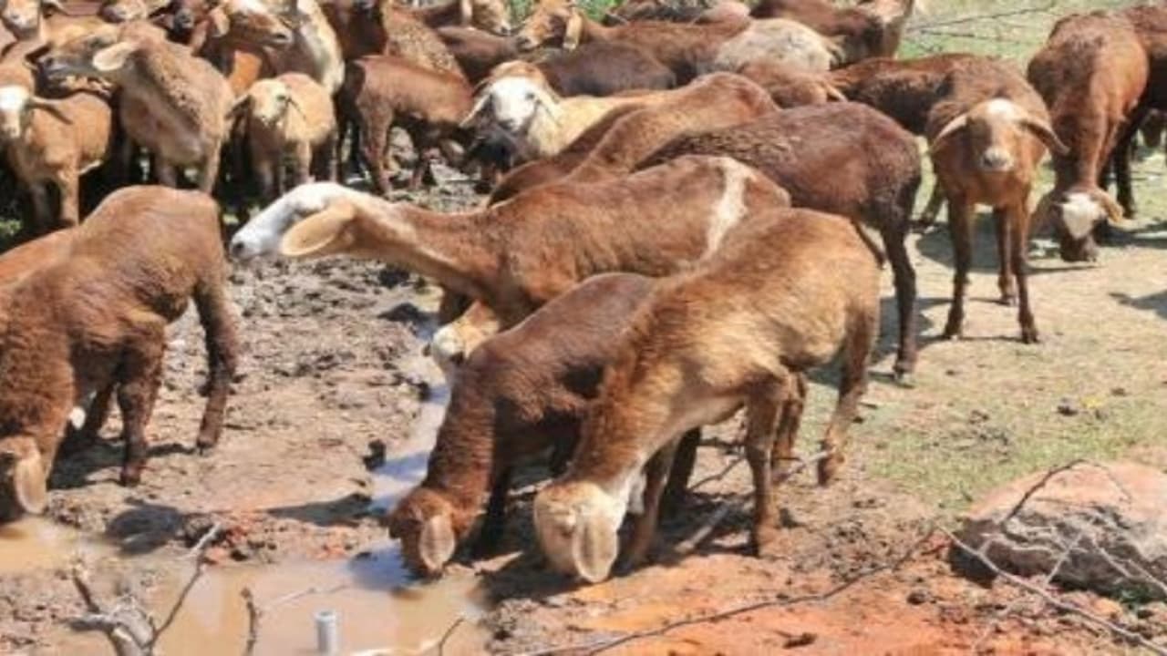 மாலாடு, செம்மறி, குறும்பை ஆடுகளுக்கு கிராக்கி அதிகம். ஏன்? மாலாடு, செம்மறி, குறும்பை ஆடுகளுக்கு கிராக்கி அதிகம். ஏன்?