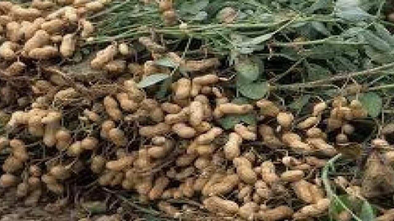 ஒரு ஏக்கர் மகசூலை, அரை ஏக்கரில் பெறலாம். நீங்களும் இந்த ரக நிலக்கடலையை பயன்படுத்தினால்… ஒரு ஏக்கர் மகசூலை, அரை ஏக்கரில் பெறலாம். நீங்களும் இந்த ரக நிலக்கடலையை பயன்படுத்தினால்…