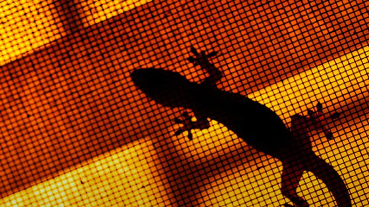 What it means if a lizard falls on you? What it means if a lizard falls on you?