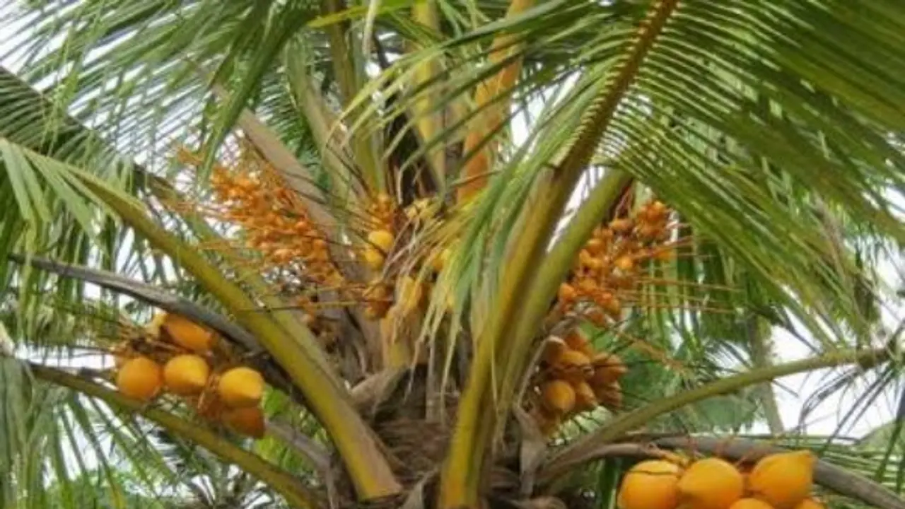 நூறு ஆண்டுகள் வரை உயிர் வாழ்ந்து பயந்தரக்கூடியது தென்னை மரம்… நூறு ஆண்டுகள் வரை உயிர் வாழ்ந்து பயந்தரக்கூடியது தென்னை மரம்…