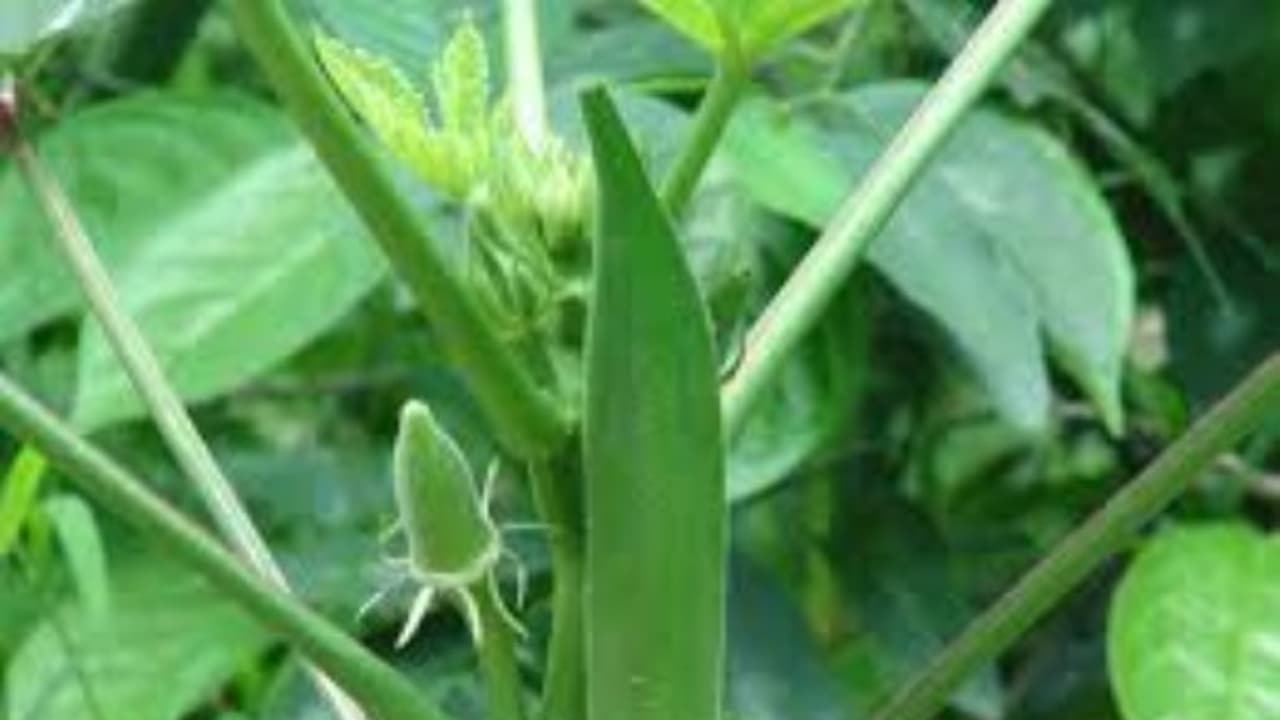 வெண்டையைத் தாக்கும் பூச்சி மற்றும் நோய்கள் ஒரு அலசல்... தீர்வும் இருக்கு... வெண்டையைத் தாக்கும் பூச்சி மற்றும் நோய்கள் ஒரு அலசல்... தீர்வும் இருக்கு...