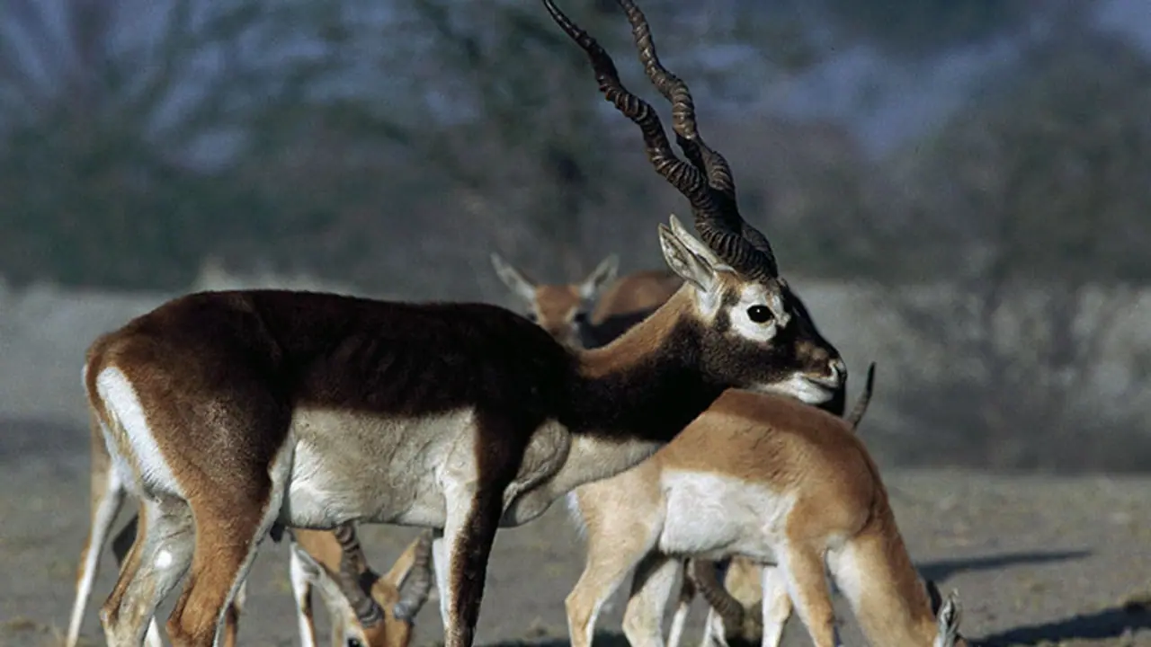 ಅವ್ಯಾಹತವಾಗಿ ನಡೆಯುತ್ತಿದೆ ಕೃಷ್ಣಮೃಗ ಬೇಟೆ :ಹಾಡಹಗಲೇ ಕೃತ್ಯ