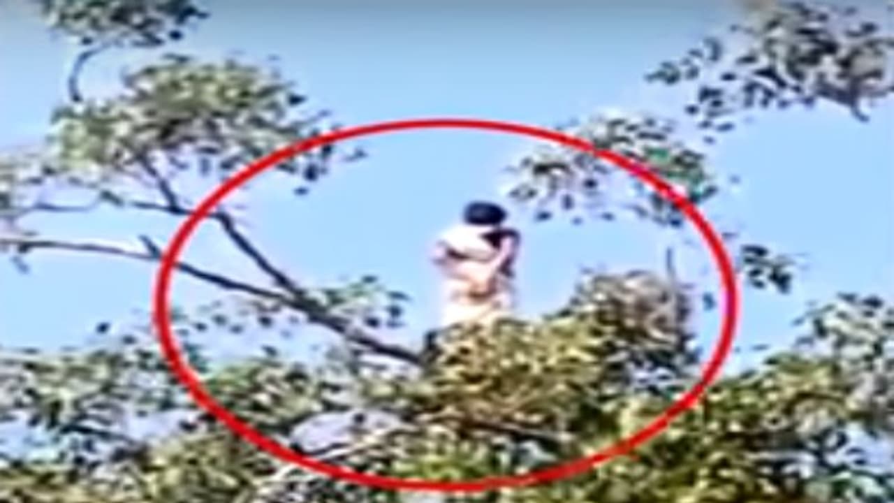 மரத்தின் உச்சியில் இருப்பது பேயா..? உச்சி வெயிலில் எடுத்த வீடியோவாம்..! மரத்தின் உச்சியில் இருப்பது பேயா..? உச்சி வெயிலில் எடுத்த வீடியோவாம்..!