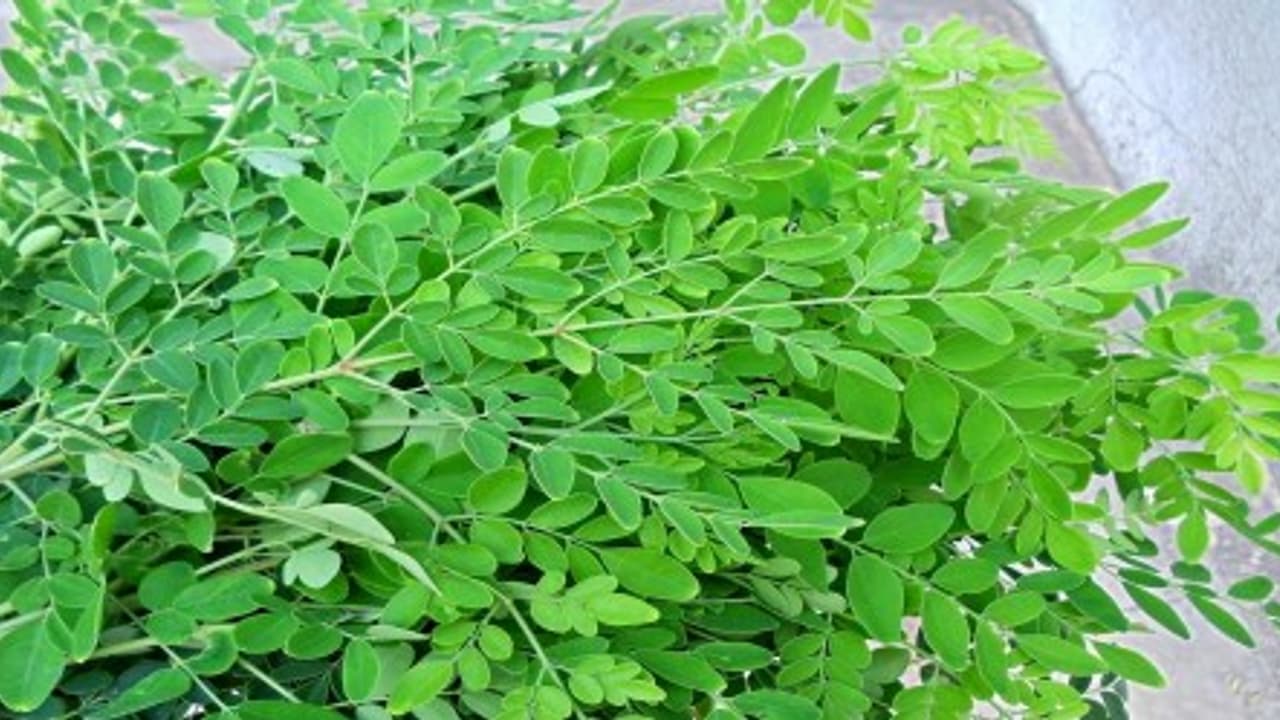 முருங்கைக் கீரையில் இருக்கும் மருத்துவ பயன்களை பார்க்கலாமா? முருங்கைக் கீரையில் இருக்கும் மருத்துவ பயன்களை பார்க்கலாமா?