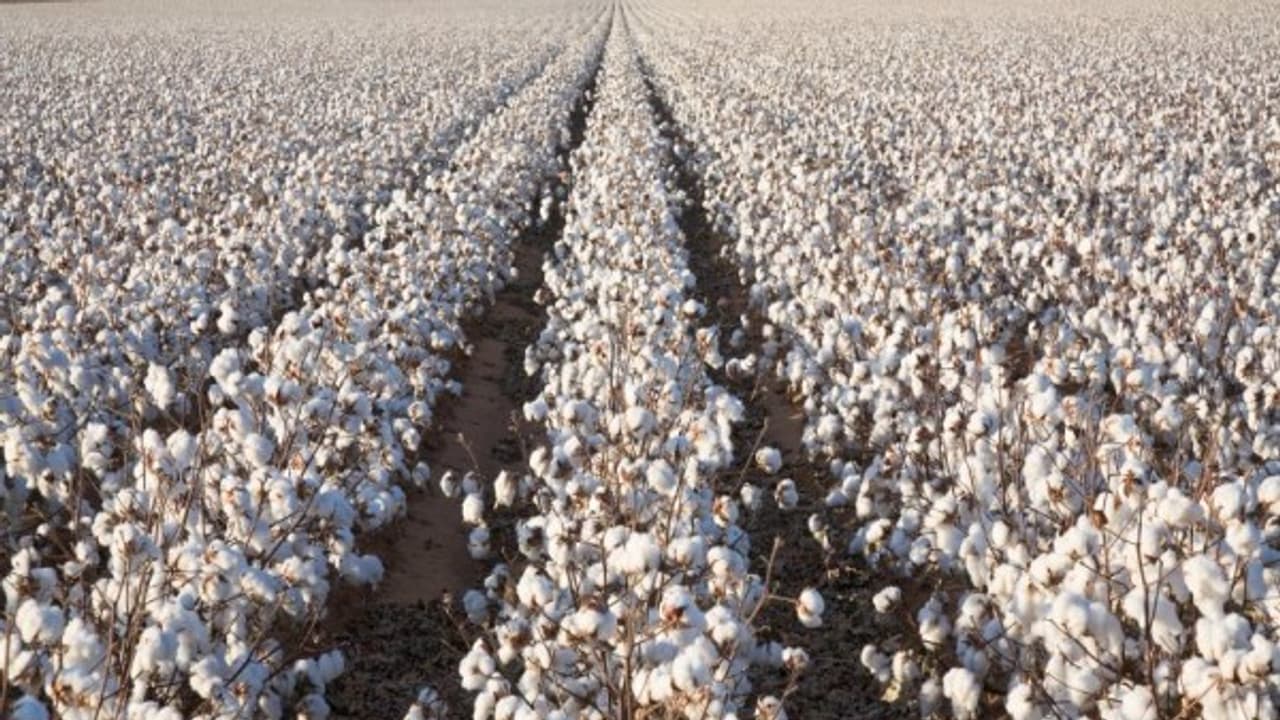 பருத்தி சாகுபடியில் விதைப்பை இப்படிதான் மேகொள்ளணும்... நல்ல பலன் தருங்க... பருத்தி சாகுபடியில் விதைப்பை இப்படிதான் மேகொள்ளணும்... நல்ல பலன் தருங்க...