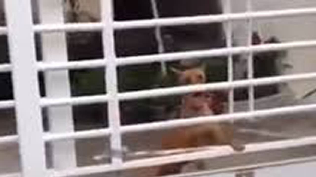 അമ്പരപ്പിക്കും ഈ അഭ്യാസിയായ നായ; വീഡിയോ കാണാം അമ്പരപ്പിക്കും ഈ അഭ്യാസിയായ നായ; വീഡിയോ കാണാം