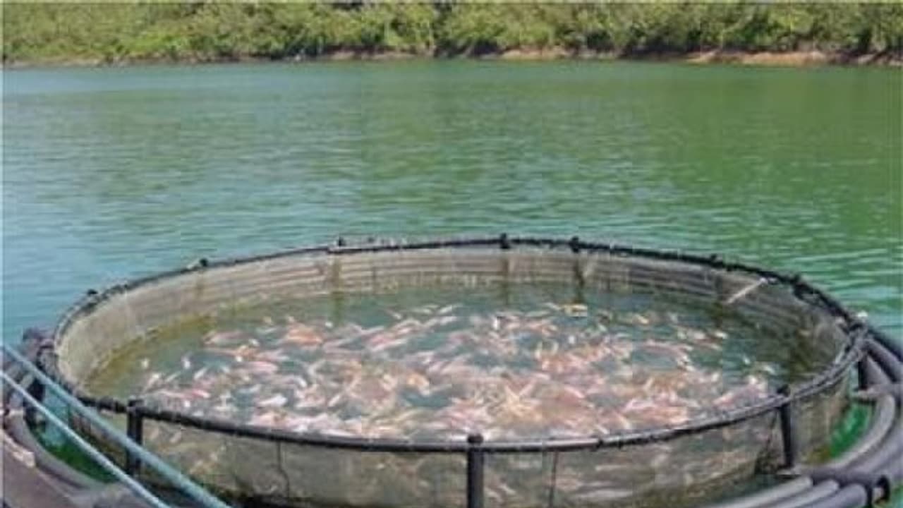 மீன்களின் வளர்ச்சியை நிர்ணயிப்பதில் இவற்றிற்கெல்லாம் பெரும் பங்கு உண்டு...