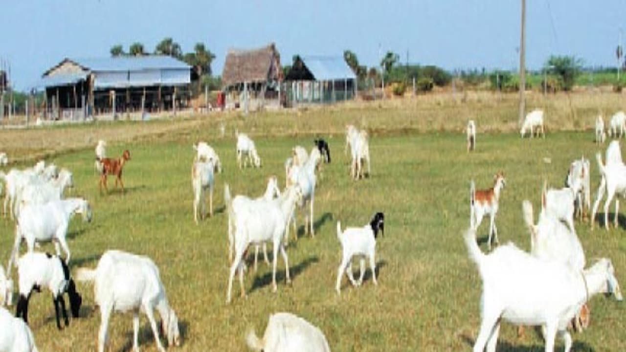 எல்லாரும் வெள்ளாடு வளர்ப்பில் இவ்வளவு ஈடுபாடு காட்ட இதுதான் காரணம்... எல்லாரும் வெள்ளாடு வளர்ப்பில் இவ்வளவு ஈடுபாடு காட்ட இதுதான் காரணம்...