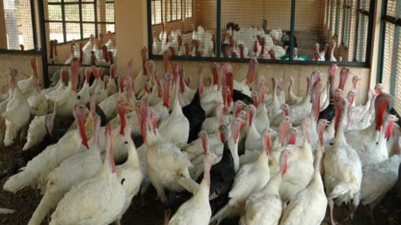 பொதுவாக வான்கோழிகளுக்கு ஏற்படும் நோய்களும் அவற்றிற்கான தீர்வுகளும்... பொதுவாக வான்கோழிகளுக்கு ஏற்படும் நோய்களும் அவற்றிற்கான தீர்வுகளும்...