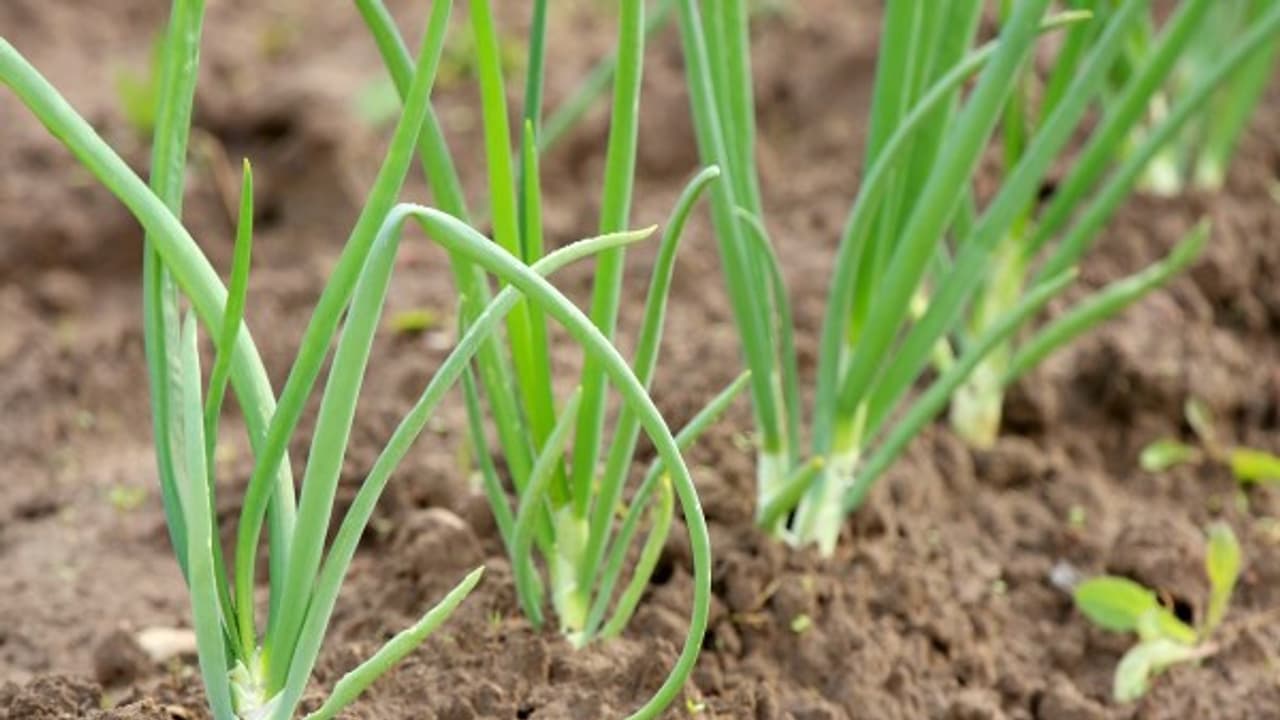 சின்ன வெங்காயத்தை அதிகமாக தாக்கும் இந்த பூச்சியை கட்டுப்படுத்த இதுதான் வழி...