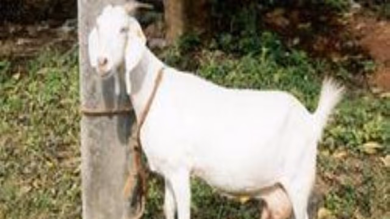 ஆடு வளர்ப்பில் ஈடுபடும்போது பெட்டை ஆடுகளை எப்படி தேர்வு செய்யணும்? ஆடு வளர்ப்பில் ஈடுபடும்போது பெட்டை ஆடுகளை எப்படி தேர்வு செய்யணும்?