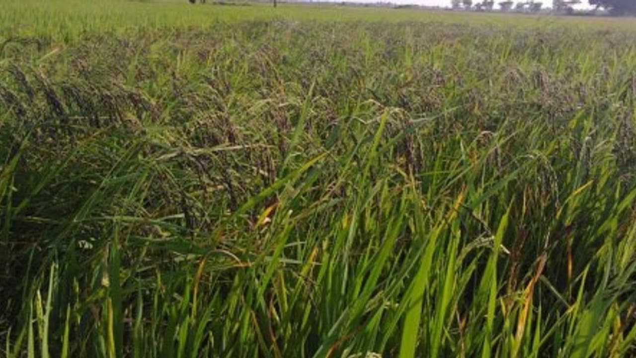 நெல்லில் இலைப்பேன் பூச்சியை கட்டுப்படுத்த இதோ இயற்கை முறையில் வழிகள்… நெல்லில் இலைப்பேன் பூச்சியை கட்டுப்படுத்த இதோ இயற்கை முறையில் வழிகள்…