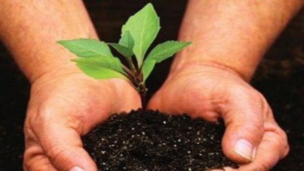 இயற்கை பூச்சி விரட்டி செய்ய என்னென்ன தேவை? எப்படி செய்யணும்? இயற்கை பூச்சி விரட்டி செய்ய என்னென்ன தேவை? எப்படி செய்யணும்?