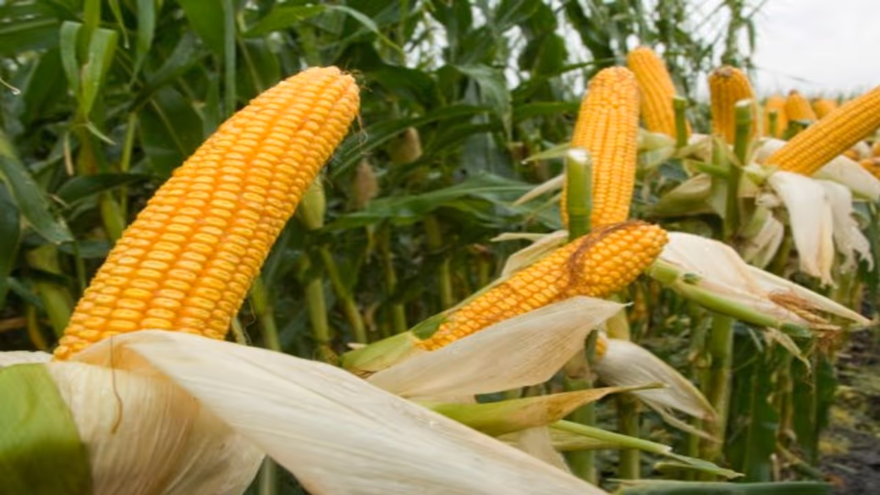 ಕಪ್ಪು ಬಣ್ಣಕ್ಕೆ ತಿರುಗಿದ ‘ಜೋಳದ ತೆನೆ’! ಕಣ್ಣೀರಿಡುತ್ತಿರುವ ರೈತ