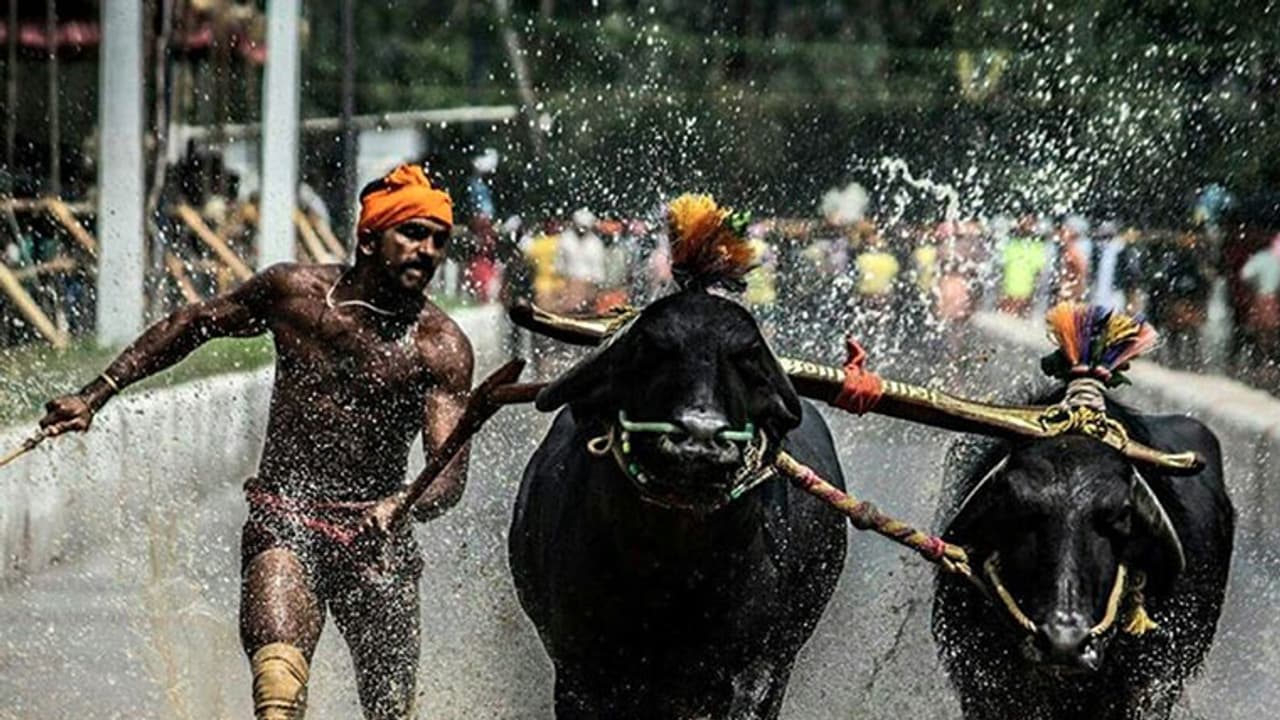 ಕಂಬಳ ಮತ್ತು ಎತ್ತಿನ ಗಾಡಿ ಸ್ಪರ್ಧೆ ನಿಷೇಧಕ್ಕಿದ್ದ ಅಡ್ಡಿ ತೆರವು ಕಂಬಳ ಮತ್ತು ಎತ್ತಿನ ಗಾಡಿ ಸ್ಪರ್ಧೆ ನಿಷೇಧಕ್ಕಿದ್ದ ಅಡ್ಡಿ ತೆರವು